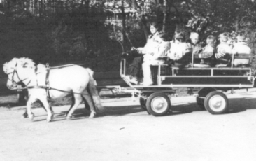 Pony