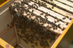 Bienen